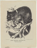 Artist: b'Scott, Helena.' | Title: b'The Sooty Opossum (Phalanangista fuliginosa).' | Date: 1869 | Technique: b'lithograph, printed in black ink, from one stone'