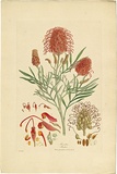 Artist: Bauer, Ferdinand. | Title: Grevillea banksii. | Date: 1806-13 | Technique: engraving, printed in colour, from one plate; hand-coloured; letterpress