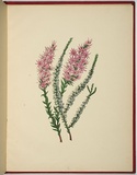 Artist: b'WALKER, Annie' | Title: b'Epacris microphylla and sprengelia incarnata.' | Date: 1887 | Technique: b'lithograph, printed in black ink, from one stone; hand-coloured'