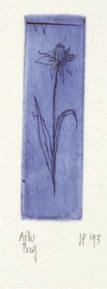 Artist: b'Palethorpe, Jan' | Title: b'not titled [daffodil] [blue]' | Date: 1993 | Technique: b'etching, printed in blue ink with plate-tone, from one plate'