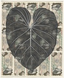 Artist: HALL, Fiona | Title: Philodendron gloriosum - Satin leaf (Colombian currency) | Date: 2000 - 2002 | Technique: gouache | Copyright: © Fiona Hall