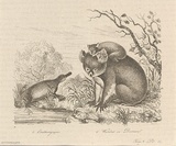 Title: Ornithorrynque [Duck-billed platypus] and Wombat ou desman [Wombat or desman] | Date: 1835 | Technique: engraving, printed in black ink, from one steel plate