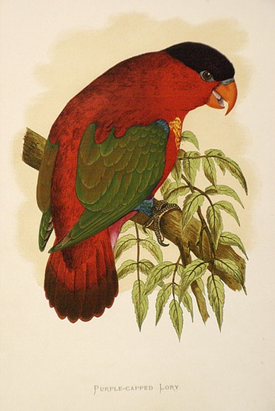 Artist: b'Lydon, Alexander Francis [A.F.L.].' | Title: b'Purple-capped lory.' | Date: 1884 | Technique: b'lithograph, printed in black ink, from one stone; hand-coloured'