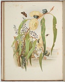 Artist: Meredith, Louisa Anne. | Title: Gum-flowers, and 'love'. | Date: 1860 | Technique: lithograph, printed in colour, from multiple stones; letterpress text