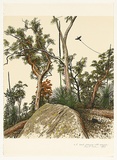 Artist: b'Rose, David.' | Title: b'Bush drawing with magpie' | Date: 1983 | Technique: b'screenprint, printed in colour, from multiple stencils'