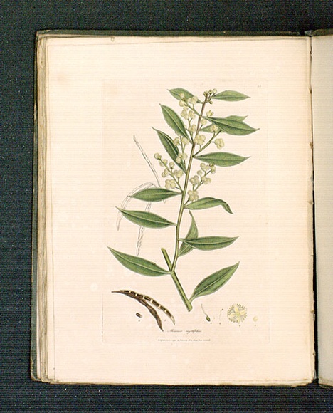 Title: b'Mimosa myrtifolia [Myrtle-leaved mimosa].' | Date: 1793 | Technique: b'engraving, printed in black ink, from one copper plate; hand-coloured'