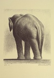 Artist: b'Russell,, Deborah.' | Title: b'not titled [elephant]' | Date: 1992 | Technique: b'lithograph, printed in black ink, from one stone'