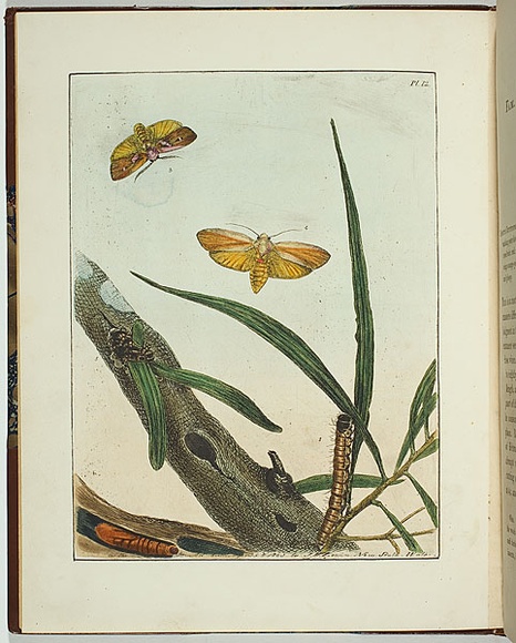 Artist: b'Lewin, J.W.' | Title: b'Cryptophasa rubescens.' | Date: 05 April 1803 | Technique: b'etching, printed in black ink, from one copper plate; hand-coloured'