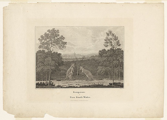 Title: b'Kangaroos of New South Wales.' | Date: 1817-19 | Technique: b'engraving, printed in black ink, from one copper plate'