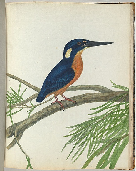 Artist: b'Lewin, J.W.' | Title: b'Three-toe kingfisher.' | Date: 17 February 1805 | Technique: b'etching, printed in black ink, from one copper plate; hand-coloured'