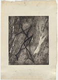 Artist: b'Nolan, Sidney.' | Title: b'(Fish, person forms)' | Date: 1958 | Technique: b'drypoint, deep etch and aquatint, printed in black ink, from one plate'