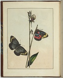 Artist: Lewin, J.W. | Title: not titled [frontispiece] | Date: 1803 | Technique: etching, printed in black ink, from one copper plate; hand-coloured