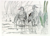 Artist: b'GRIFFITH, Pamela' | Title: b'Whistling ducks' | Date: 1989 | Technique: b'hard ground, aquatint, trial hand tinting on one copper plate' | Copyright: b'\xc2\xa9 Pamela Griffith'