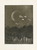 Artist: GRIFFITH, Pamela | Title: Sulphur crested cockatoos, late evening | Date: 1982 | Technique: etching, aquatint, burnishing, splatter printed in black ink, from one zinc plate | Copyright: © Pamela Griffith