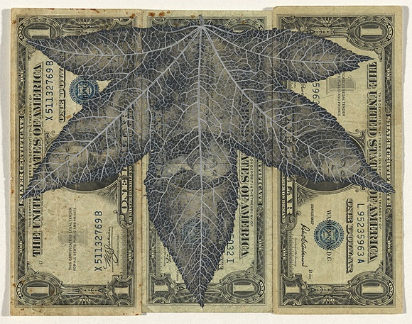 Artist: HALL, Fiona | Title: Liquidambar styraciflua - Sweetgum (American currency) | Date: 2000 - 2002 | Technique: gouache | Copyright: © Fiona Hall