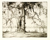 Artist: RAGLESS, Max | Title: Twisted branches | Date: 1935 | Technique: drypoint, printed in warm black ink with plate-tone, from one plate | Copyright: © Max Ragless