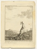 Title: b'Quadrupede nomme Kanguroo, trouve sur la cote de la Nle Hollande.' | Date: c. 1774 | Technique: b'engraving, printed in black ink, from one copper plate'
