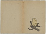 Artist: b'Rede, Geraldine.' | Title: b'not titled [banksia].' | Date: 1909 | Technique: b'woodcut, printed in colour in the Japanese manner, from two blocks'