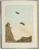 Artist: Lewin, J.W. | Title: Tinea cossuna | Date: 01 May 1803 | Technique: etching, printed in black ink, from one copper plate; hand-coloured