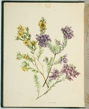 Artist: b'De Mole, Fanny.' | Title: b'Lilac heath.' | Date: 1861 | Technique: b'lithograph, printed in black ink, from one stone; hand-coloured'