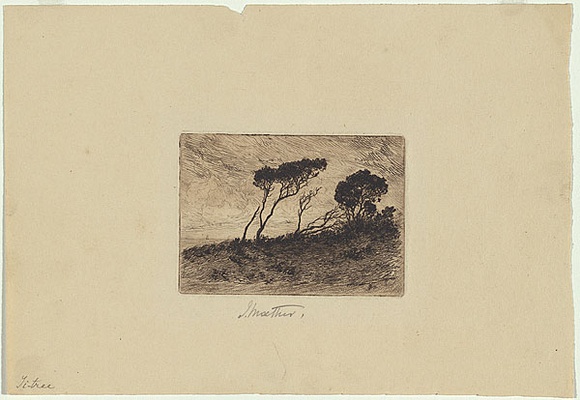 Artist: b'Mather, John.' | Title: b'Ti-tree.' | Date: 1898 | Technique: b'etching, roulette printed in brown ink with plate-tone, from one plate'