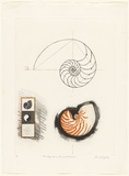 Artist: b'GRIFFITH, Pamela' | Title: b'The logarithmic spiral of the Nautilus' | Date: 1981 | Technique: b'hard ground, aquatint, sugarlift, soft ground, on two zinc' | Copyright: b'\xc2\xa9 Pamela Griffith'