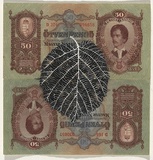 Artist: HALL, Fiona | Title: Corylus avellana - Hazelnut (Hungarian currency) | Date: 2000 - 2002 | Technique: gouache | Copyright: © Fiona Hall