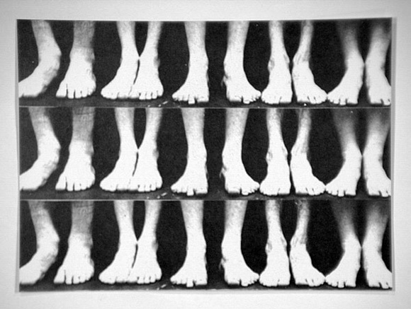 Artist: b'Gray, Marcia.' | Title: b'not titled [three rows of pairs of feet]' | Date: (1980) | Technique: b'offset-lithograph, printed in black ink'