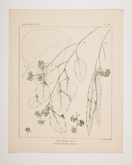 Artist: b'Flockton, Margaret Lilian.' | Title: b'The bimble box.' | Date: c.1902 | Technique: b'lithograph, printed in green ink, from one stone [or plate]'