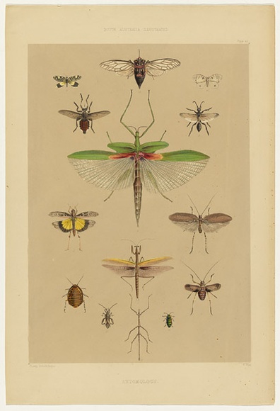 Artist: b'Angas, George French.' | Title: b'Entomology.' | Date: 1846-47 | Technique: b'lithograph, printed in colour, from multiple stones; varnish highlights by brush'