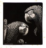 Artist: LINDSAY, Lionel | Title: Macaws | Date: 1938 | Technique: wood-engraving, printed in black ink, from one block | Copyright: Courtesy of the National Library of Australia