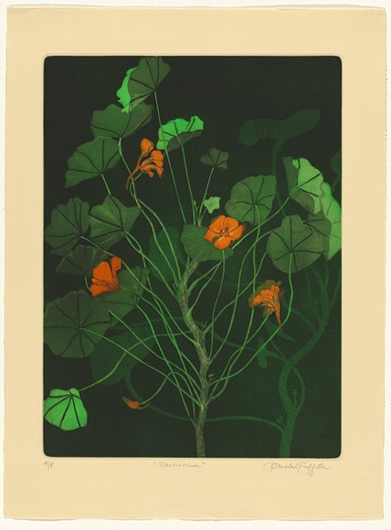 Artist: b'GRIFFITH, Pamela' | Title: b'Nasturtium' | Date: 1984 | Technique: b'hardground-etching and aquatint, printed in colour, from two zinc plates' | Copyright: b'\xc2\xa9 Pamela Griffith'