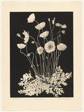 Artist: GRIFFITH, Pamela | Title: Poppy Plant | Date: 1988 | Technique: hardground-etching and aquatint, printed in black ink, from one copper plate | Copyright: © Pamela Griffith