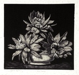 Artist: LINDSAY, Lionel | Title: Red Cactus | Date: 1939 | Technique: wood-engraving, printed in black ink, from one block | Copyright: Courtesy of the National Library of Australia