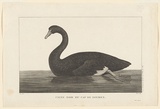 Title: Cigne noir du Cap de Diemen. [Black swan of Cape Diemen] | Date: 1800 | Technique: engraving, printed in black ink, from one copper plate
