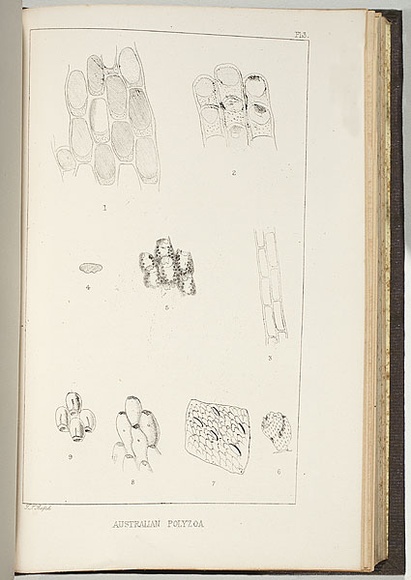 Title: b'Australia polyzoa [1 to 9].' | Date: 1860 | Technique: b'lithograph, printed in black ink, from one stone'