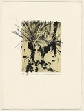Title: Xanthorrhoea | Date: 2000 | Technique: lithograph, printed in black and buff ink, from two plates