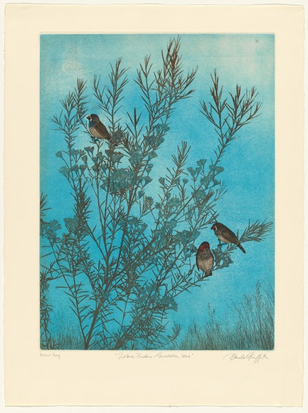 Artist: b'GRIFFITH, Pamela' | Title: b'Zebra finches and Geraldton wax' | Date: 1983 | Technique: b'hard ground, aquatint, soft ground and spray resist on two zinc' | Copyright: b'\xc2\xa9 Pamela Griffith'