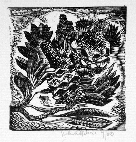 Artist: b'OGILVIE, Helen' | Title: b'Banksia' | Date: c.1942 | Technique: b'wood-engraving, printed in black ink, from one block'