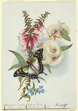 Artist: John Sands. | Title: Design for a Christmas card with Australian wild flowers. | Date: c.1878 | Technique: lithograph, printed in colour, from multiple stones