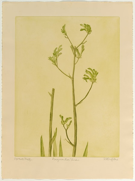 Artist: b'GRIFFITH, Pamela' | Title: b'Anigonsanthos Veridis' | Date: 1978 | Technique: b'soft ground, aquatint printed in green ink, from one zinc plate' | Copyright: b'\xc2\xa9 Pamela Griffith'