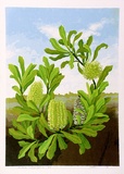 Artist: letcher, William. | Title: Banksia Integrefolia. | Date: 1978 | Technique: screenprint, printed in colour, from multiple stencils | Copyright: With the permission of The William Fletcher Trust which provides assistance to young artists.
