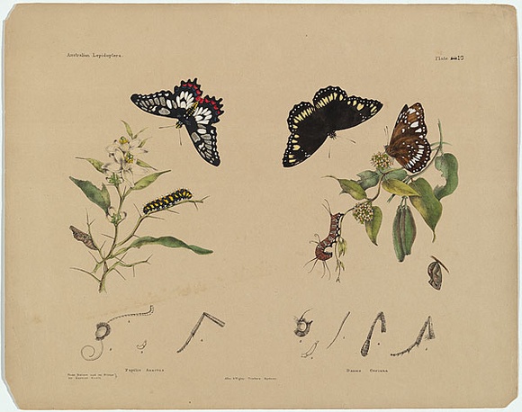 Title: b'Papilio anactus, Danais corinna.' | Date: c.1865 | Technique: b'lithograph, printed in black ink, from one stone; hand-coloured'