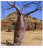Artist: ROSE, David | Title: Baobab near Kununurra | Date: 1988 | Technique: screenprint, printed in colour, from multiple stencils