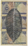 Artist: HALL, Fiona | Title: Mimusops elengi - Munamal (Sri Lankan currency) | Date: 2000 - 2002 | Technique: gouache | Copyright: © Fiona Hall