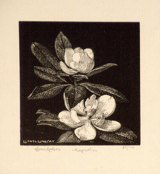 Artist: b'LINDSAY, Lionel' | Title: b'Magnolias' | Date: 1924 | Technique: b'wood-engraving, printed in black ink, from one block' | Copyright: b'Courtesy of the National Library of Australia'