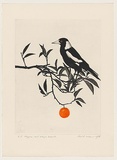 Artist: ROSE, David | Title: Magpie and orange branch | Date: 1978 | Technique: aquatint and watercolour