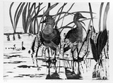 Artist: b'GRIFFITH, Pamela' | Title: b'Whistling ducks' | Date: 1989 | Technique: b'hard ground, aquatint, burnishing, on one copper plate' | Copyright: b'\xc2\xa9 Pamela Griffith'