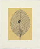 Artist: HALL, Fiona | Title: Shrubby dillenia | Date: 2006 | Technique: etching, printed in black ink, from one plate