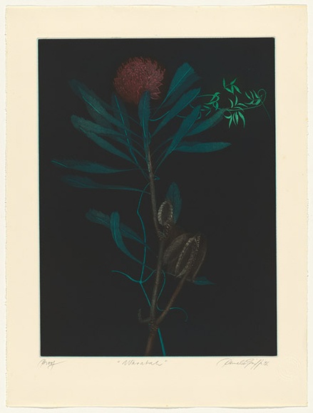 Artist: b'GRIFFITH, Pamela' | Title: b'Waratah' | Date: 1982 | Technique: b'hardground-etching, aquatint and burnishing, printed in colour, from two zinc plates' | Copyright: b'\xc2\xa9 Pamela Griffith'